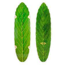 Habitat - Leaf Lines Green Deck (8.75")
